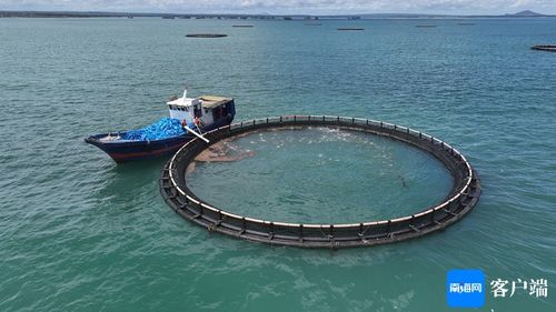 闖出精彩 臨高漁民敢闖敢試，向深海養(yǎng)殖進軍